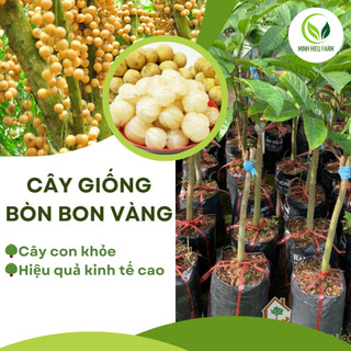 Cây giống Bòn Bon Vàng Thái Lan, cây giống khỏe năng suất cao, nhanh cho quả.