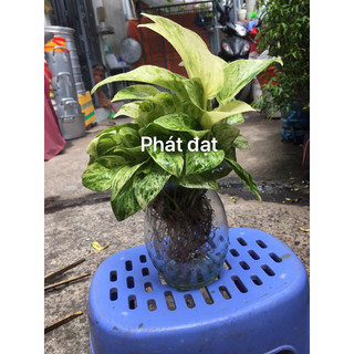 Trầu bà sữa thuỷ sinh