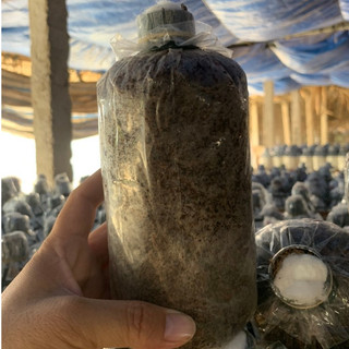 Meo giống nấm rơm (1 bịch) ( Nguyên liệu Bông sợi - Bịch lớn 500 gram)