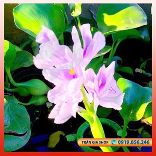 Cây lục bình - Cây bèo tây đực