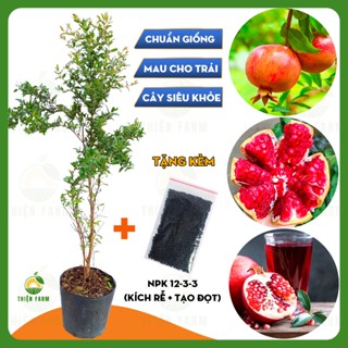 Cây Lựu Thái THIỆN FARM 70cm, quả ngọt đậm, thịt mọng nước, hạt mềm, ăn luôn cả hạt
