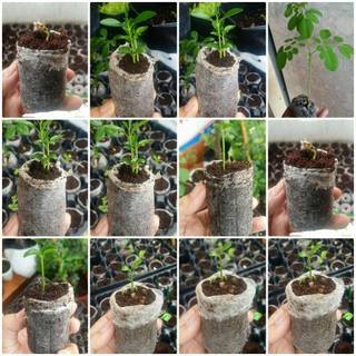 10 viên nén sơ dừa
