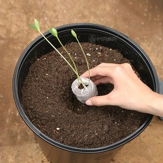 10 viên nén sơ dừa