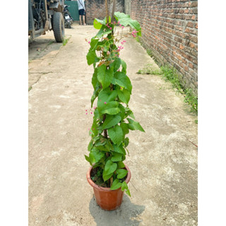 Cây hoa tigon leo chiều dài 70cm, cây tạo bóng mát nở hoa cực đẹp, trang trí ban công và tường rào