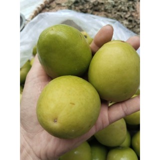 TÁO NINH THUẬN - LOẠI 1 GIÒN - NGỌT - ĐẶC SẢN NINH THUẬN