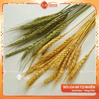 Bó Lúa Mì Trang Trí Chụp Ảnh (1 bó 15 nhánh) Nai Decor Bó Lúa Mạch Phụ Kiện Chụp Ảnh Hoa Khô Tự Nhiên