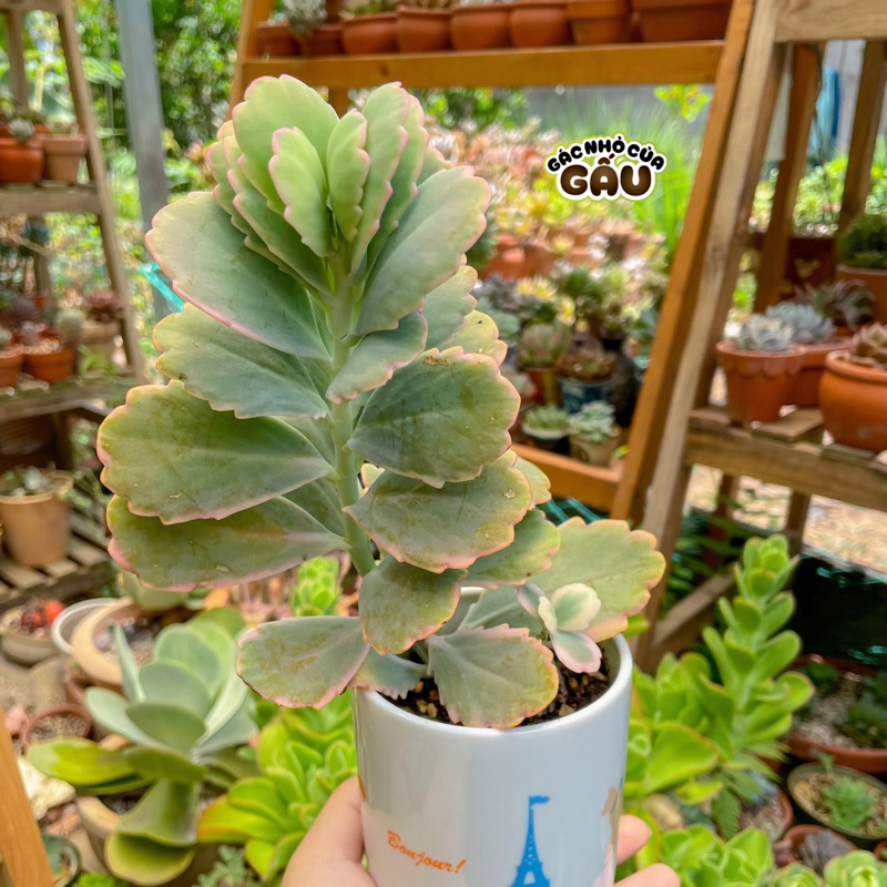 Sen đá Sò hồng Var - Sen đá Sò hồng Var