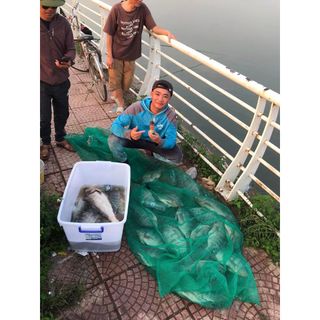 Hương Liệu Câu Cá Rô Phi - Nhất Phi