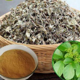 Chè dây Sapa 1kg tốt cho dạ dày - Hàng công ty Thảo Dược Việt