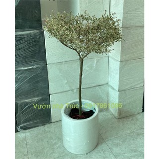 Cây bàng đài loan + chậu xi măng