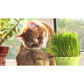 [GIAO NHANH -HCM] CHẬU CỎ LÚA LÚA MÌ CHO MÈO - CỎ MÈO HỔ TRỢ TIÊU BÚI LÔNG