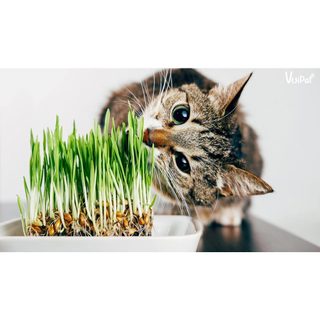 [GIAO NHANH -HCM] CHẬU CỎ LÚA LÚA MÌ CHO MÈO - CỎ MÈO HỔ TRỢ TIÊU BÚI LÔNG
