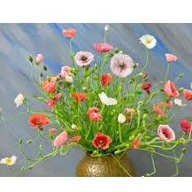 Hạt giống hoa poppy