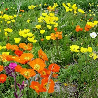 Hạt giống hoa poppy