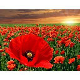 Hạt giống hoa poppy