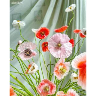 Hạt giống hoa poppy