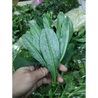 rau sâm đất 500 g