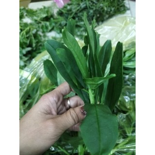 rau sâm đất 500 g