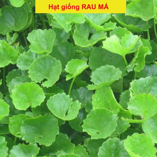 Hạt Giống Rau má ta lá nhỏ - cây dược liệu chữa bệnh