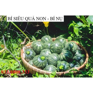 HẠT GIỐNG BÍ SIÊU QUẢ NON ( BÍ NỤ ) 1G