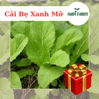 Hạt Giống Rau Cải Bẹ Xanh Mỡ , trồng quanh năm