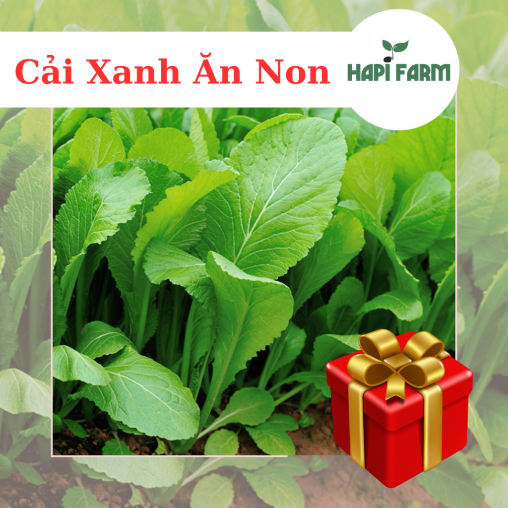 Hạt Giống Rau Cải Bẹ Xanh Ăn Non (20gr~3500 hạt), thu hoạch sau 7-15 ngày