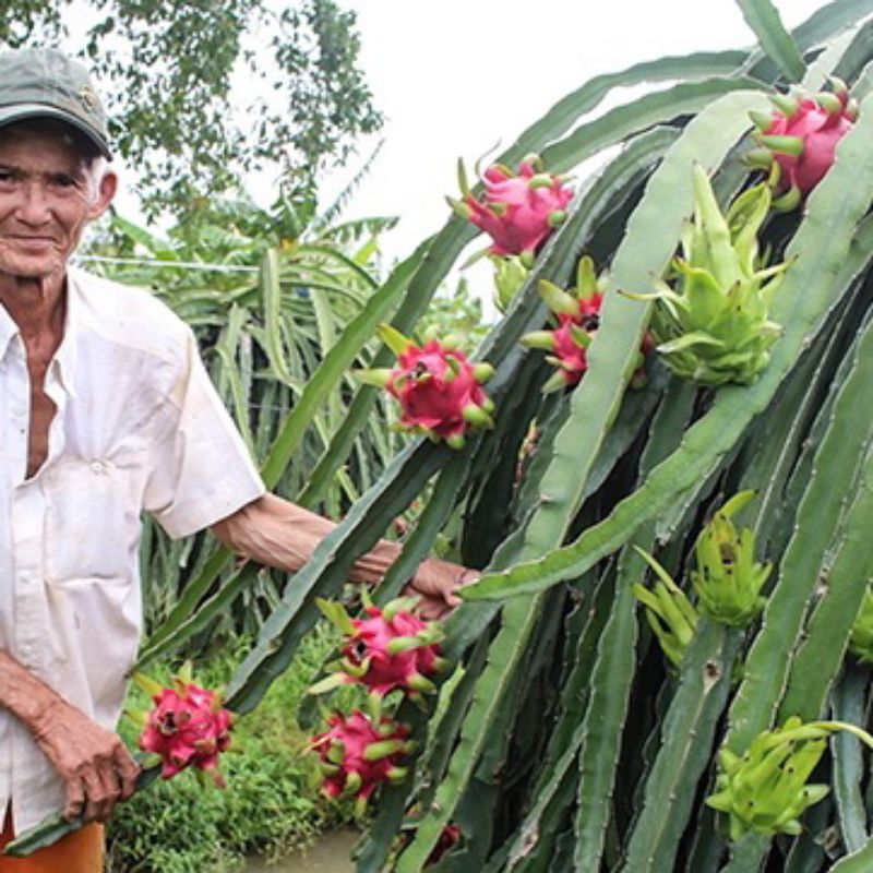 2 cành thanh long ruột đỏ