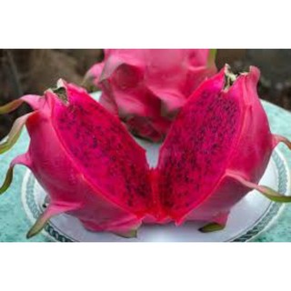 2 cành thanh long ruột đỏ