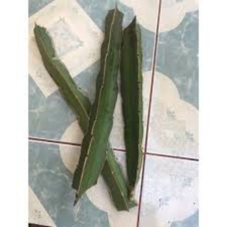 2 cành thanh long ruột đỏ