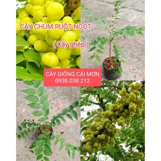Cây chùm ruột ngọt siêu trái