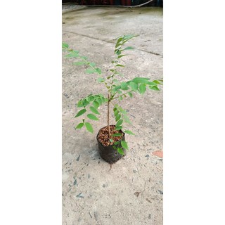 CÂY CHÙM RUỘT NGỌT SIÊU TRÁI ( CÂY GHÉP )
