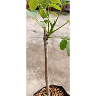 CÂY CHÙM RUỘT NGỌT SIÊU TRÁI ( CÂY GHÉP )