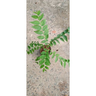 CÂY CHÙM RUỘT NGỌT SIÊU TRÁI ( CÂY GHÉP )