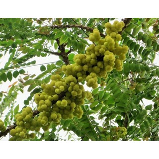CÂY CHÙM RUỘT NGỌT SIÊU TRÁI ( CÂY GHÉP )