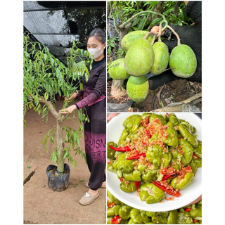 Cóc thái gốc to sụ đang sẵn hoa sẵn quả