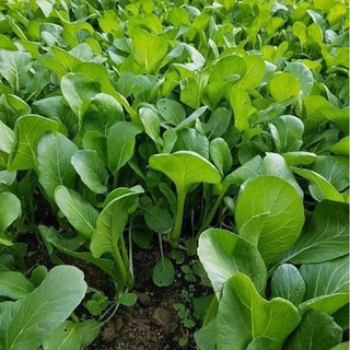 Hạt giống cải ngồng, cải canh mơ, cải mèo 20g