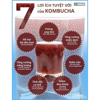 Con giống Scoby kèm nước mồi ( Làm Kombucha)
