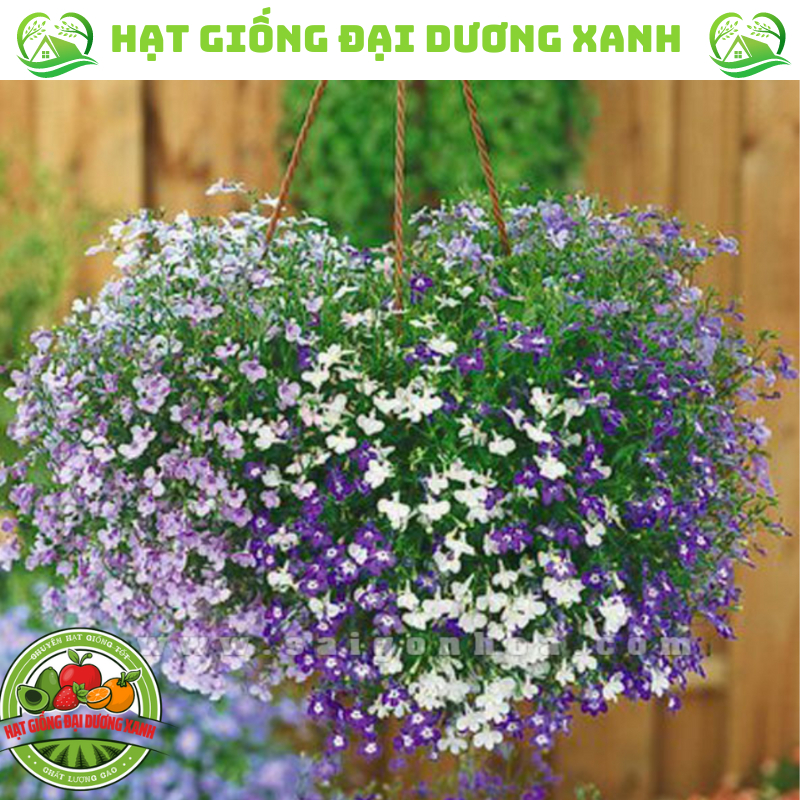 Hạt giống hoa thúy điệp, cúc lobielia (100 HẠT) tặng kèm phân