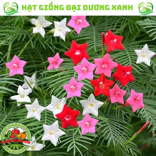 Hạt giống hoa Tóc tiên leo giàn Tặng kèm phân