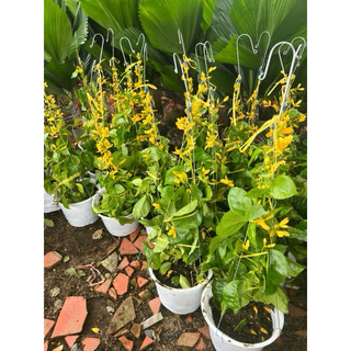 Chậu treo lan Hoàng Dương