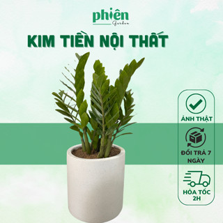  Cây Kim Tiền - Kim Phát Tài nội thất cao 60cm kèm Chậu Xi măng 