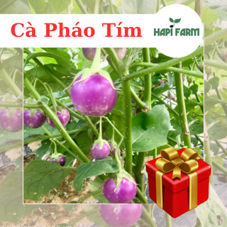 Hạt Giống Cà Pháo Tím sai trái , trồng quanh năm