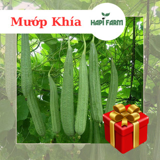 Hạt Giống Mướp Khía F1 gói 2gr, sai trái, trồng quanh năm