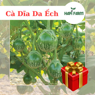 Hạt Giống Cà Dĩa Da Ếch giòn ngon, trồng quanh năm