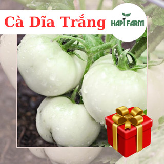 Hạt Giống Cà Dĩa Trắng Bạch Tuyết dễ trồng