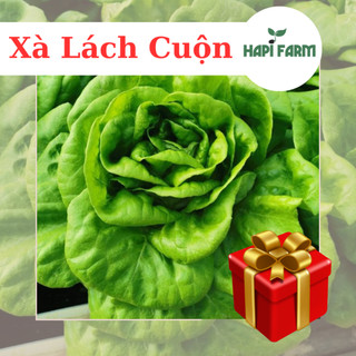 Hạt giống rau xà lách cuộn