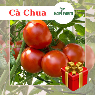 Hạt giống cà chua f1 0.2gr dễ trồng