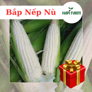 Hạt Giống Bắp Nếp Nù dẻo ngon, trồng quanh năm