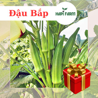 Hạt giống đậu bắp 5 cạnh , trái trắng, sai trái