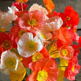 Hạt giống hoa poppy